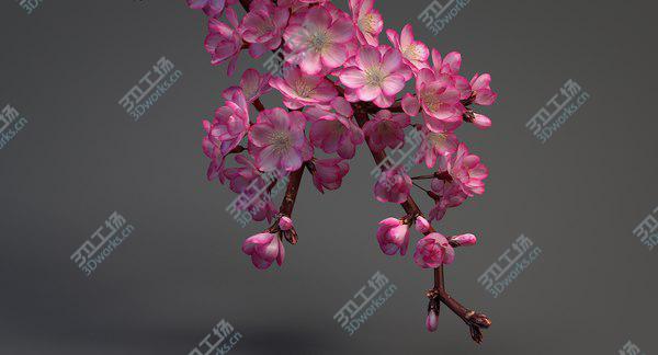 images/goods_img/20210312/3D Realistic Sakura Branch model/3.jpg